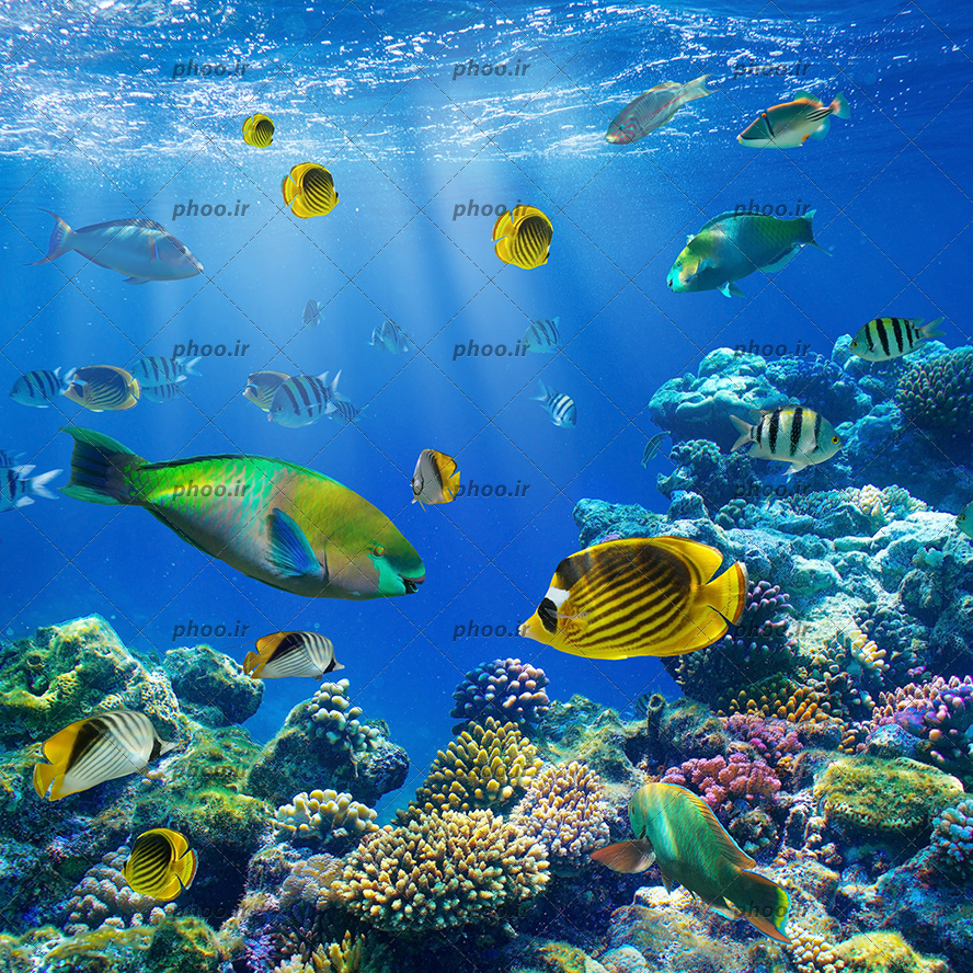 عکس زیبا ماهی های ریز و درشت و رنگا رنگ در زیر دریا