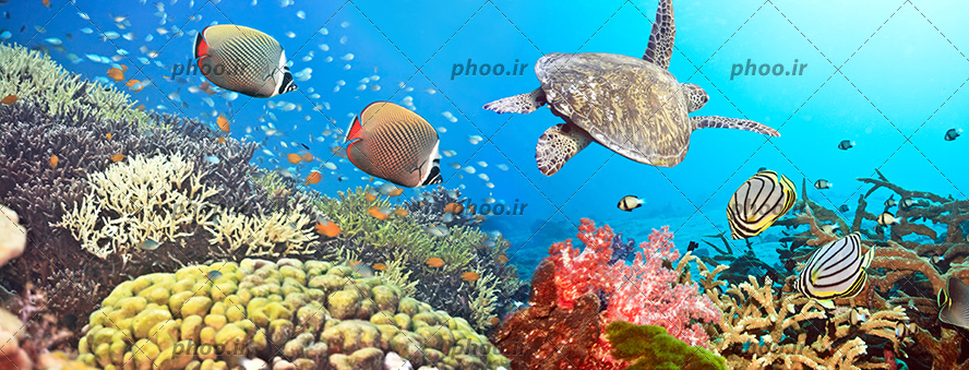 عکس زیبا زیر دریا لاک پشت و ماهی های بامزه با مرجان
