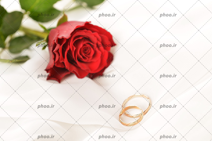 عکس دو حلقه ازدواج روی هم کنار گل رز