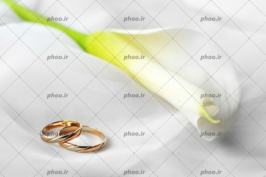 عکس حلقه های ازدواج طلا روی هم کنار گل های سفید