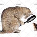 عکس با کیفیت گربه در حال نگاه کردن به موش از داخل ذره بین